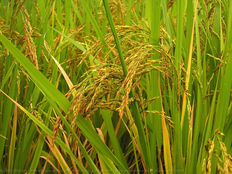 rice-grains.jpg