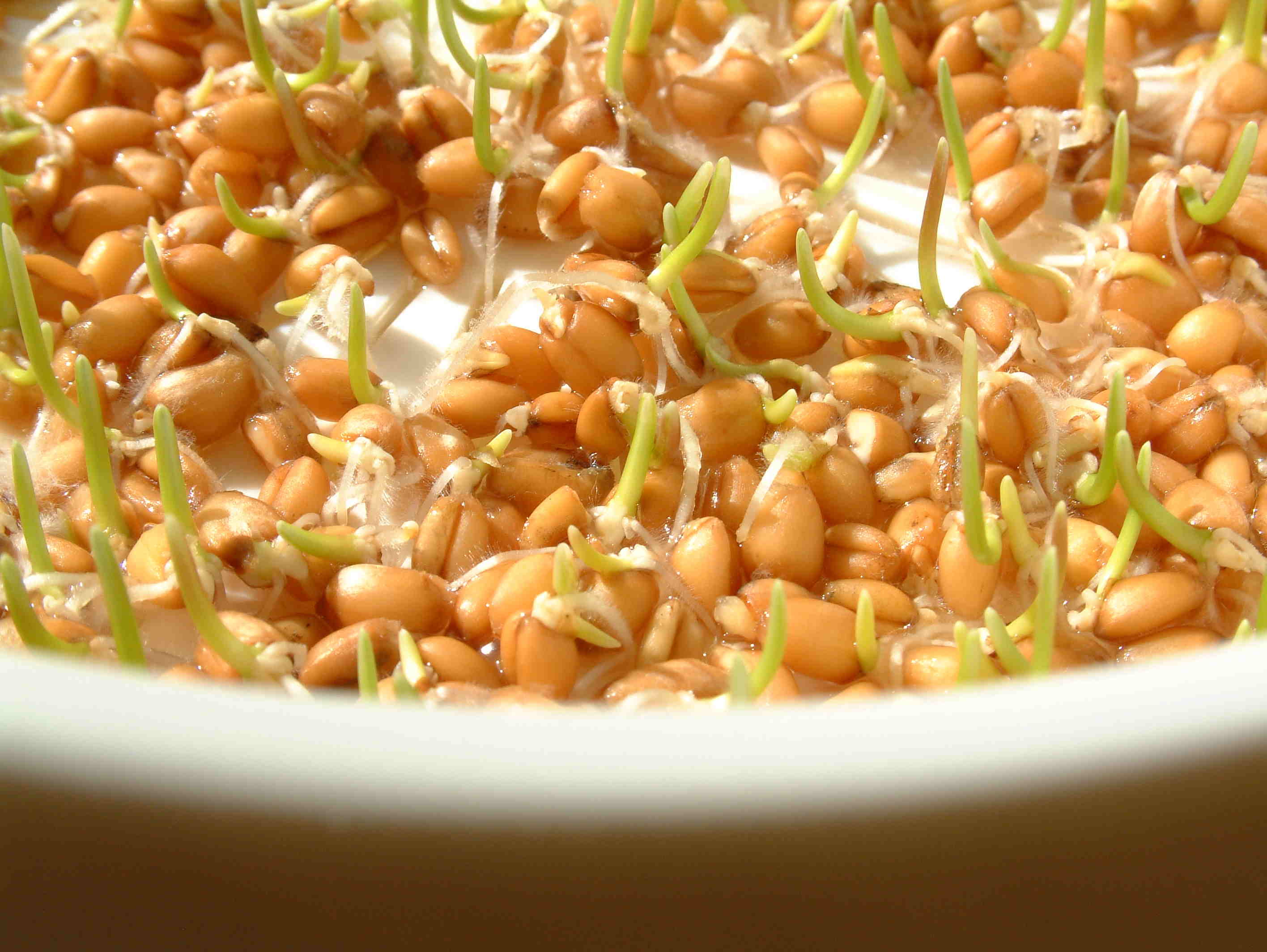 sprouts1.jpg