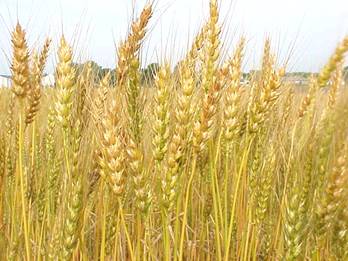 wheatcrop.jpg